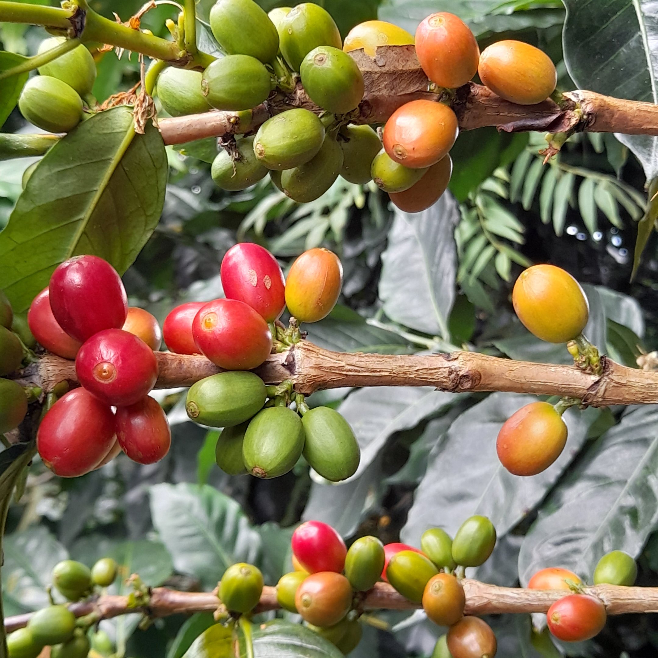 colombia, jardin, coffee zone, coffee, coffee-growing area, antioquia, finca, bananas, banana tree, nature, vacations, mountains, colombia, colombia, colombia, colombia, colombia, antioquia, antioquia, finca, finca, finca, finca, banana tree, banana tree, banana tree, banana tree